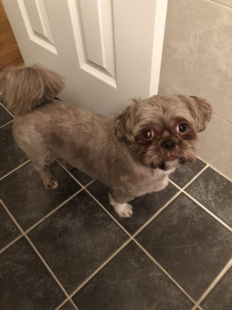 PET STAR GROOMING Updated May 2024 32 Reviews 3102 34th Ave