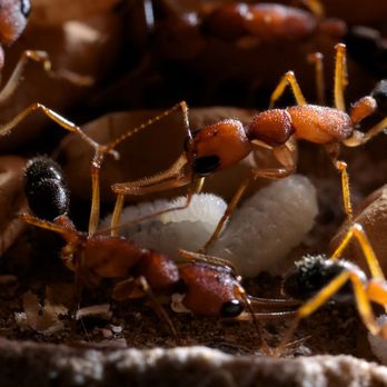 Daniel’s Extermination - Ants protecting their larvae - Pest Control Near Me Daniel’s Extermination - Ants protecting their larvae - Pest Control Near Me