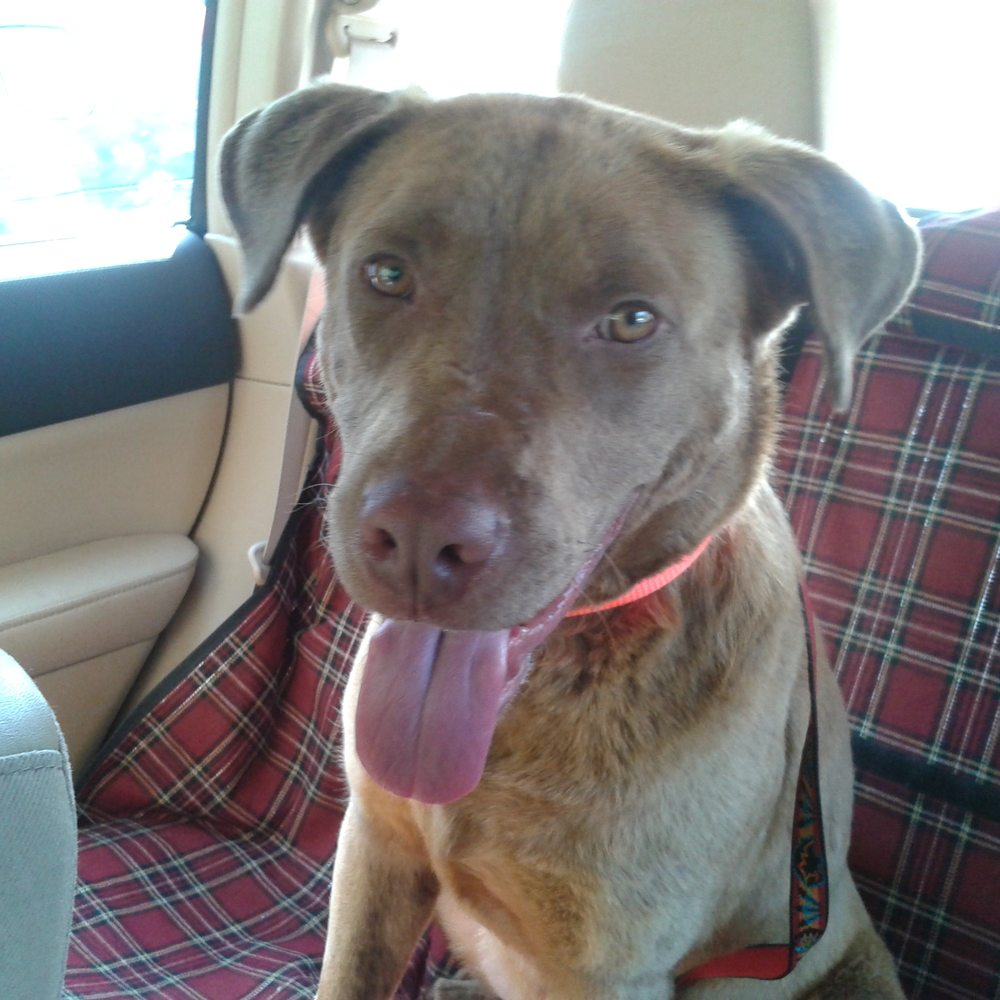 Etowah's K-9 Connection - ObiWan is a happy Elsa Blue K9 Connection customer! - Pet Groomers Near Me - Etowah, North Carolina Etowah's K-9 Connection - ObiWan is a happy Elsa Blue K9 Connection customer! - Pet Groomers Near Me - Etowah, North Carolina