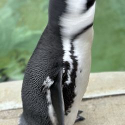 Maryland Zoo in Baltimore