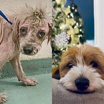 MAR - Mercer Animal Rescue - Billie - before and after - Pet Adoption Near Me MAR - Mercer Animal Rescue - Billie - before and after - Pet Adoption Near Me