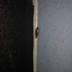 Photo of Fuel - Seattle, WA, United States. Cockroach in the restroom