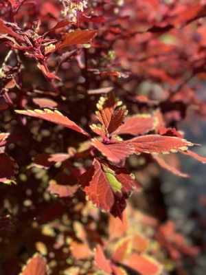 Lewis Ginter Botanical Garden by null