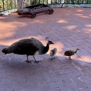 Casa de Fruta - Mama peacock and her babies - Fruits & Veggies Near Me - Hollister, California
