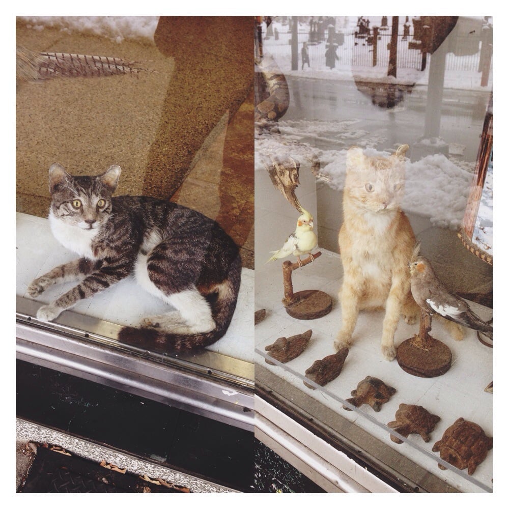 TAXIDERMY by John Youngaitis - taxidermy in Middle Village, NY