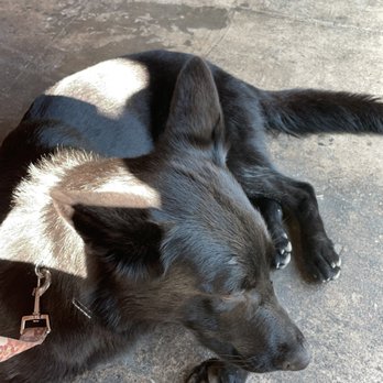 The Tangled Tumbleweed - My pup chilling in the ac - Tapas/Small Plates Near Me - Scottsbluff, Nebraska