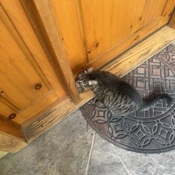 One of the super friendly cats Wanda owns!