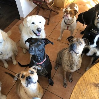 Katie's Doggie Bed and Breakfast - Pet Boarding Near Me - Chicago, Illinois Katie's Doggie Bed and Breakfast - Pet Boarding Near Me - Chicago, Illinois