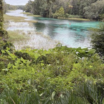 Rainbow Springs State Park - The river - Parks Near Me - Dunnellon, Florida