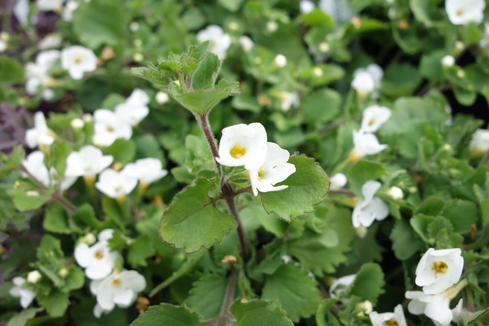 GREEN GARDEN NURSERY Updated August 2024 9334 E D St,