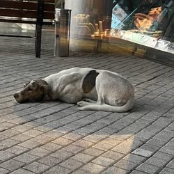 Hotel Pullman İstanbul Airport and Convention Center - Animal friendly (in Turkey)