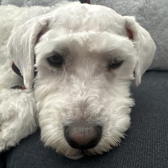 Momos Pet Grooming - Pet Groomers Near Me - Norco, California
