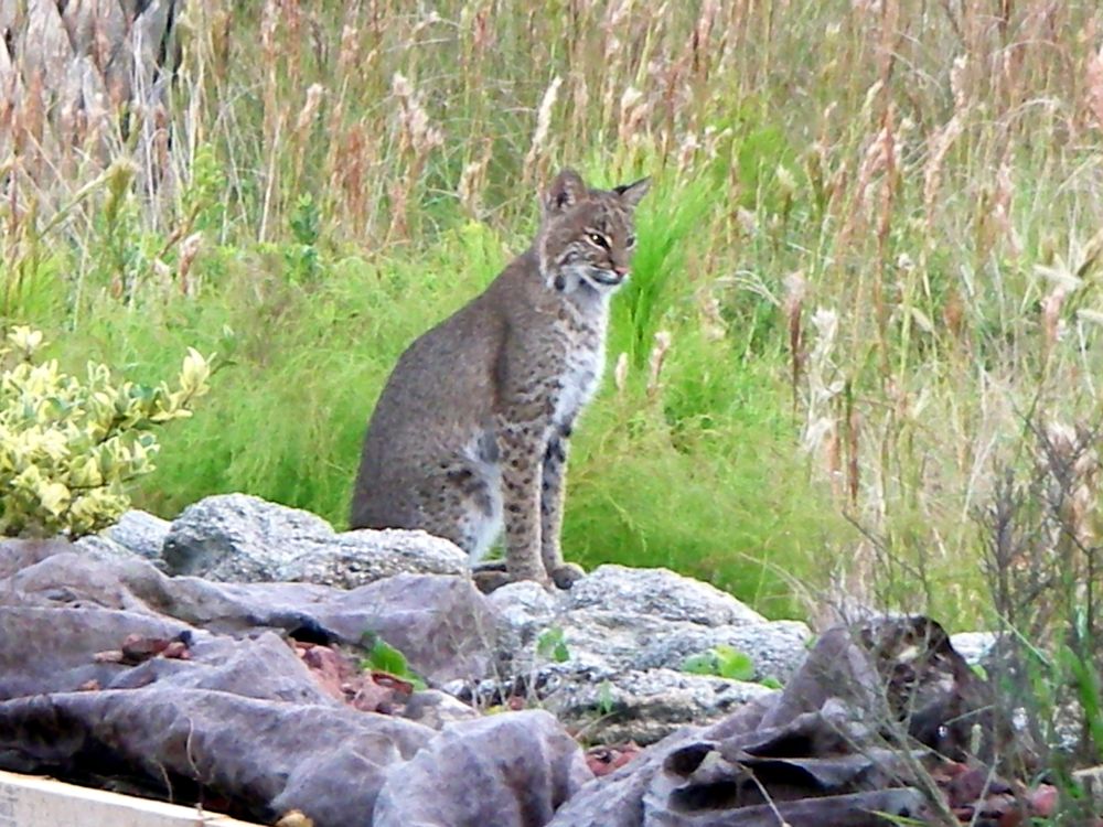 Morgan & Morgan - disability attorney in New York, NY