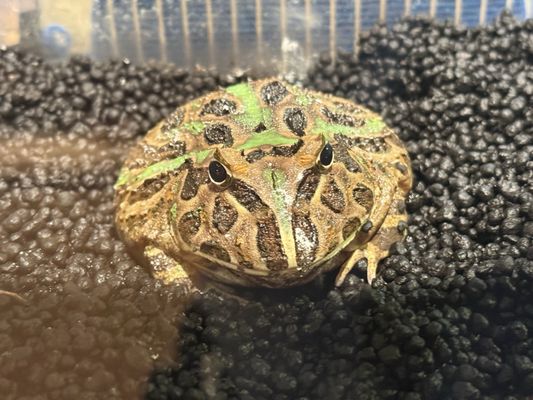 Hands Shibuya by null