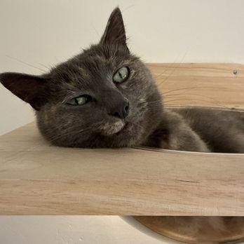 The Caffeinated Cat Cafe - One of the adult cats. Just hanging out hoping you come by and visit. - Coffee & Tea Near Me - Grover Beach, California The Caffeinated Cat Cafe - One of the adult cats. Just hanging out hoping you come by and visit. - Coffee & Tea Near Me - Grover Beach, California