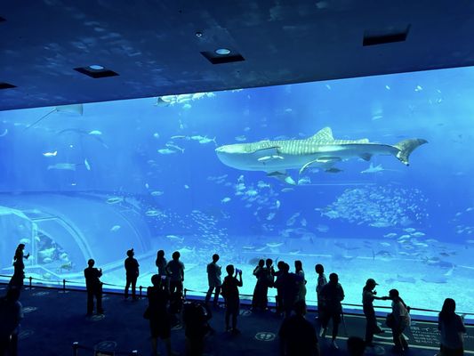 Okinawa Churaumi Aquarium by null