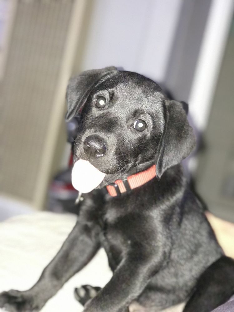 SAN DIEGO PET FOOD with 17 real customer photos Updated August 2024