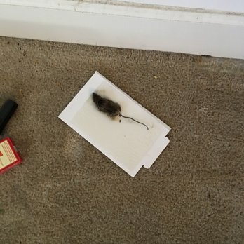 Lerner Arrowood Parc - Arrowood where the mice live! - Apartments Near Me - Vienna, Virginia