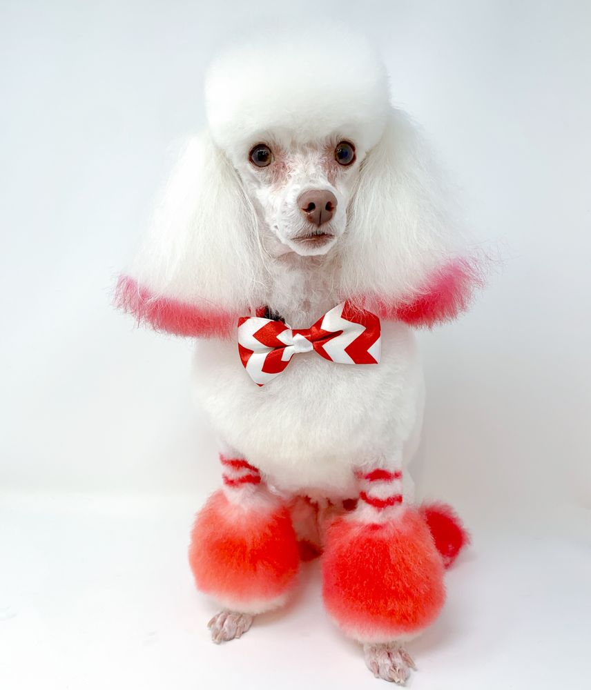 CLOUD MOBILE GROOMING Updated August 2024 31 Photos Seattle