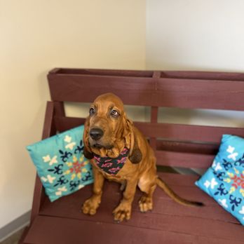 Wendy’s Dog House - Monte - Pet Sitting Near Me - Evansville, Indiana Wendy’s Dog House - Monte - Pet Sitting Near Me - Evansville, Indiana