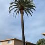 Photo of West Valley Tree Service