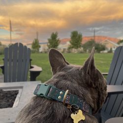 Ex Novo Brewing Company - Dog friendly