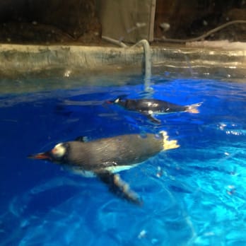 香港海洋公園 - Penguins swimming at the North Pole Encounter - Aquariums Near Me - Hong Kong, HK