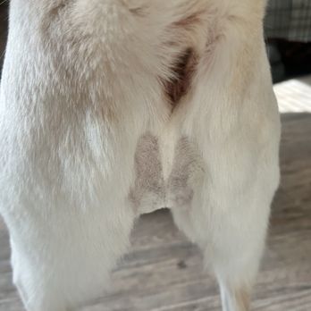 Petlux Grooming - It's visible while walking, even with her tail down. - Pet Groomers Near Me