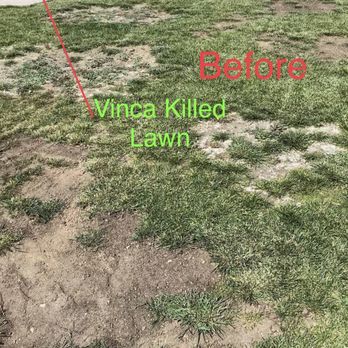 Merida Blanca Landscaping Services - Lawn killed by small shrub. - Landscaping Near Me Merida Blanca Landscaping Services - Lawn killed by small shrub. - Landscaping Near Me