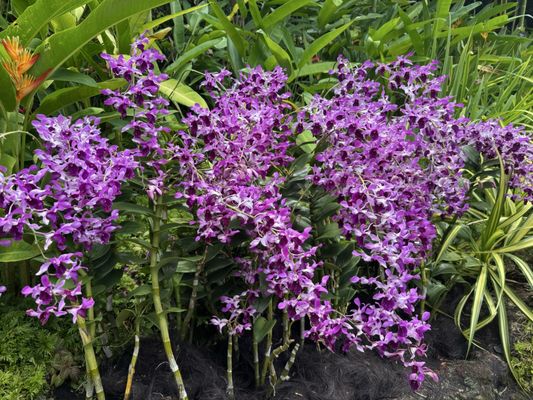 Singapore Botanic Gardens Gallop Extension by null