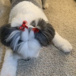 Barky Mountain Grooming - And Tori give her cute pigtails!  Thank you!