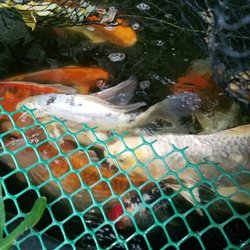 Pond Envy