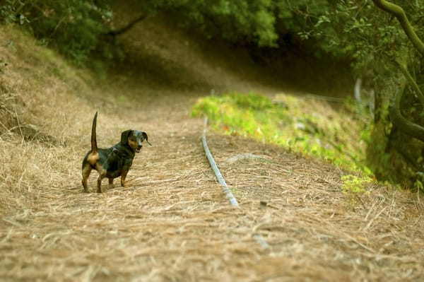 Presidio Park by null