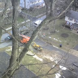 Carols Tree Service