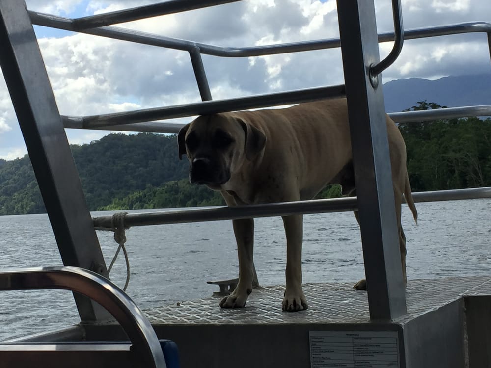 BRUCE BELCHER’S DAINTREE RIVER CRUISES 2856 Daintree Rd, Daintree
