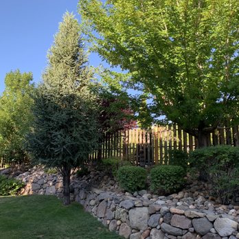 Expert Tree and Yard Service - Pine tree before removal - Tree Services Near Me - Reno, Nevada