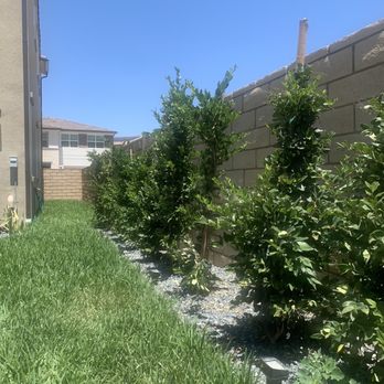 Elevated Seasons - Privets - Landscaping Near Me Elevated Seasons - Privets - Landscaping Near Me