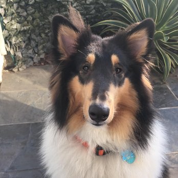 K9 Clarity - Pet Training Near Me K9 Clarity - Pet Training Near Me