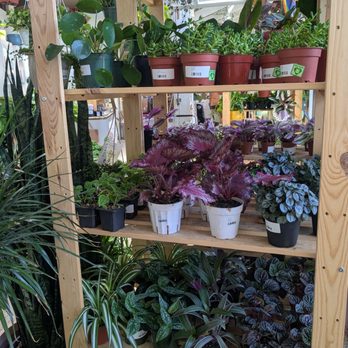 The Plant House - So many cute and colorful plants - Nurseries & Gardening Near Me - Ferndale, Michigan The Plant House - So many cute and colorful plants - Nurseries & Gardening Near Me - Ferndale, Michigan