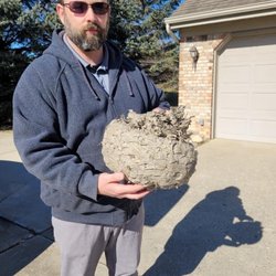 Bugzilla Pest Control - Bald faced hornet nest