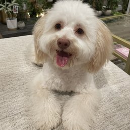 Perfectly groomed face by Heather at Pampered Poodle