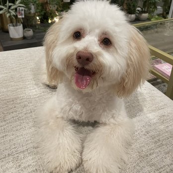 The Pampered Poodle - Perfectly groomed face by Heather at Pampered Poodle - Pet Groomers Near Me - Livermore, California