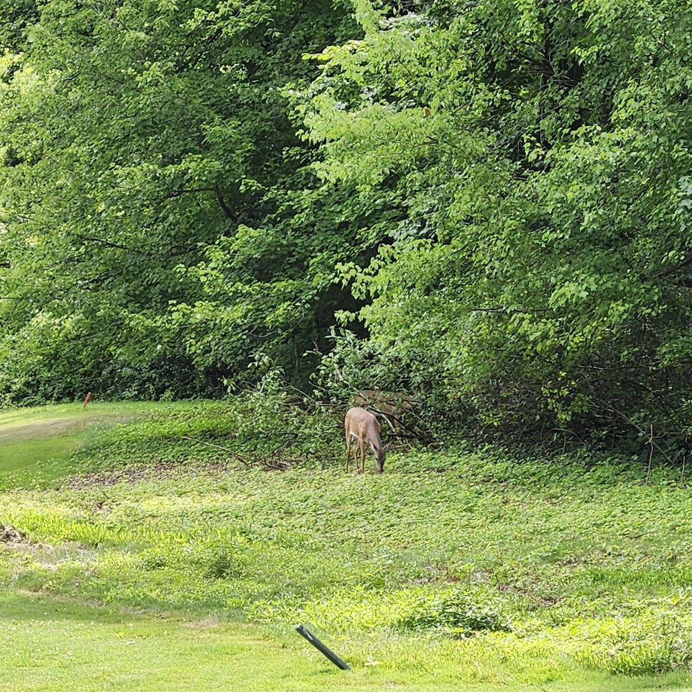 Goodwin Park Golf Course - Golf Near Me - Hartford, Connecticut