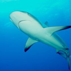 Swimming with Sharks in Bahamas