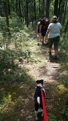 Cedars of Lebanon State Park by null