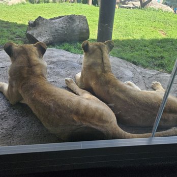 Lincoln Park Zoo - Female lions staying out the sun. - Zoos Near Me - Chicago, Illinois Lincoln Park Zoo - Female lions staying out the sun. - Zoos Near Me - Chicago, Illinois