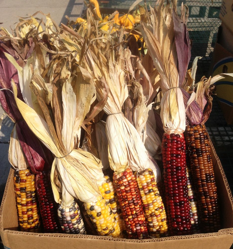 KLEIN GREENHOUSE Updated September 2024 50 Photos 19 Hathaway Rd