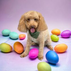 Puppy Cuts Pet Spa - Easter coming