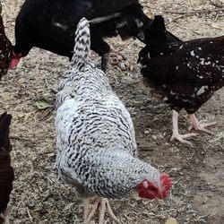Our second in charge in the teen coop... Barred rock