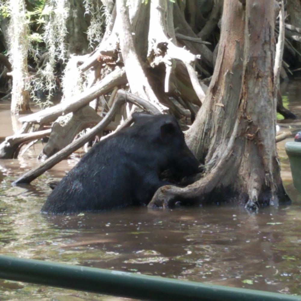 Pearl River Swamp Tours - Tours Near Me - Slidell, Louisiana Pearl River Swamp Tours - Tours Near Me - Slidell, Louisiana